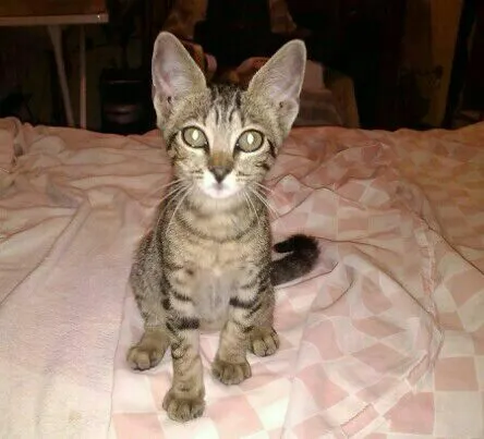 Gato raça SRD  idade 7 a 11 meses nome Juju