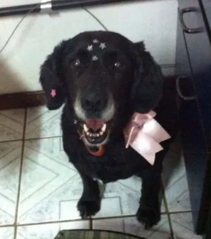 Cachorro raça SRD idade 6 ou mais anos nome Beringela