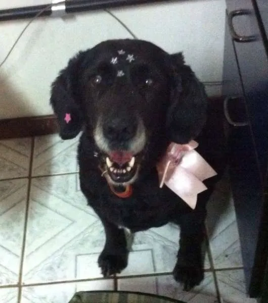 Cachorro ra a SRD idade 6 ou mais anos nome Beringela