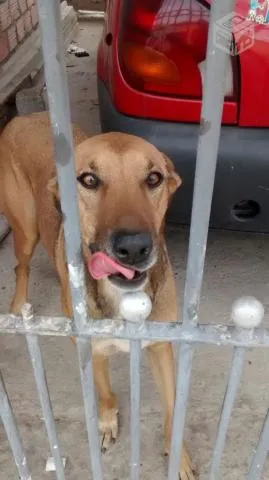 Cachorro ra a SRD idade 2 anos nome Amigão