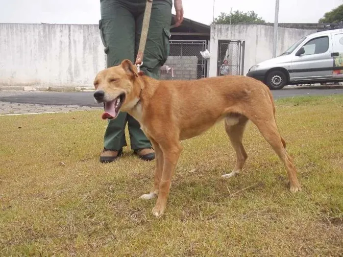 Cachorro ra a SRD idade 2 anos nome Murano