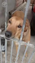 Amigão