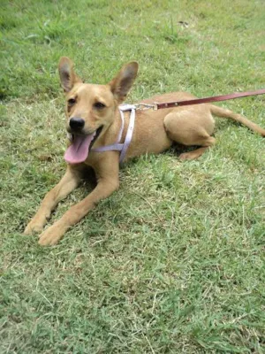 Cachorro raça SRD idade 7 a 11 meses nome Potter