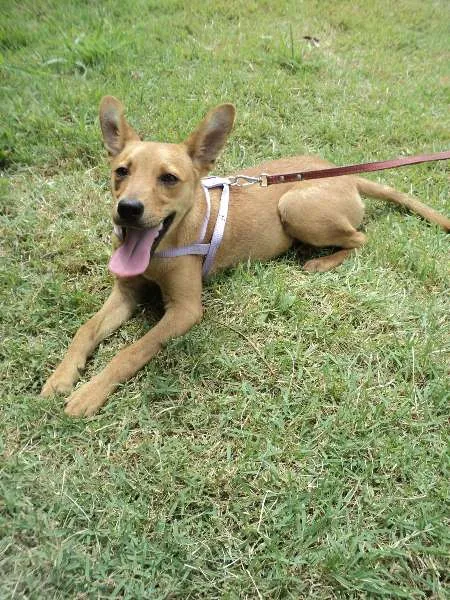 Cachorro ra a SRD idade 7 a 11 meses nome Potter