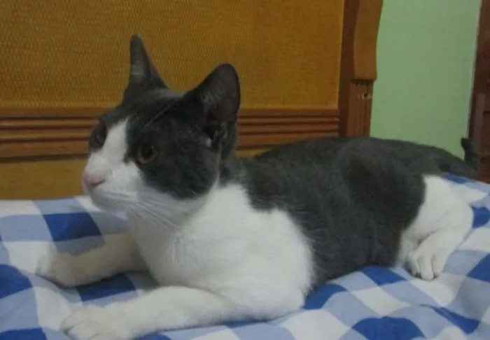 Gato ra a SRD idade 2 a 6 meses nome ROMEU