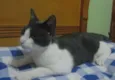 ROMEU