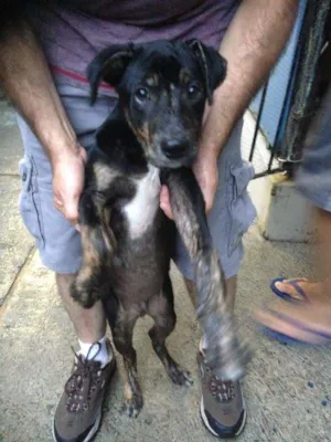 Cachorro raça SRD idade 2 a 6 meses nome Tobias