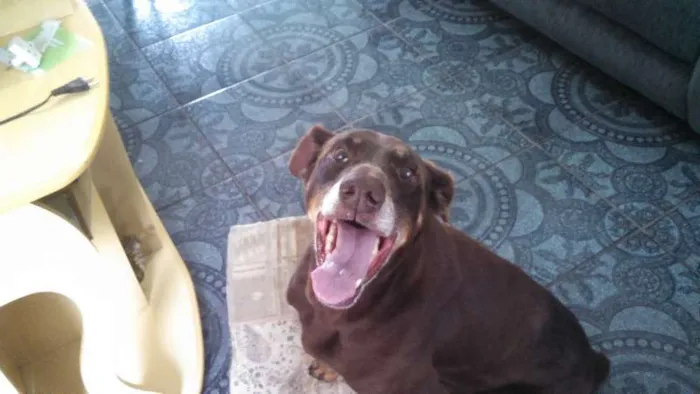 Cachorro raça Mestiço Doberman idade 6 ou mais anos nome Dog