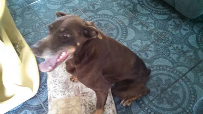 Cachorro raça Mestiço Doberman idade 6 ou mais anos nome Dog
