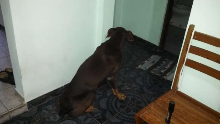 Cachorro raça Mestiço Doberman idade 6 ou mais anos nome Dog