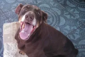 Cachorro raça Mestiço Doberman idade 6 ou mais anos nome Dog
