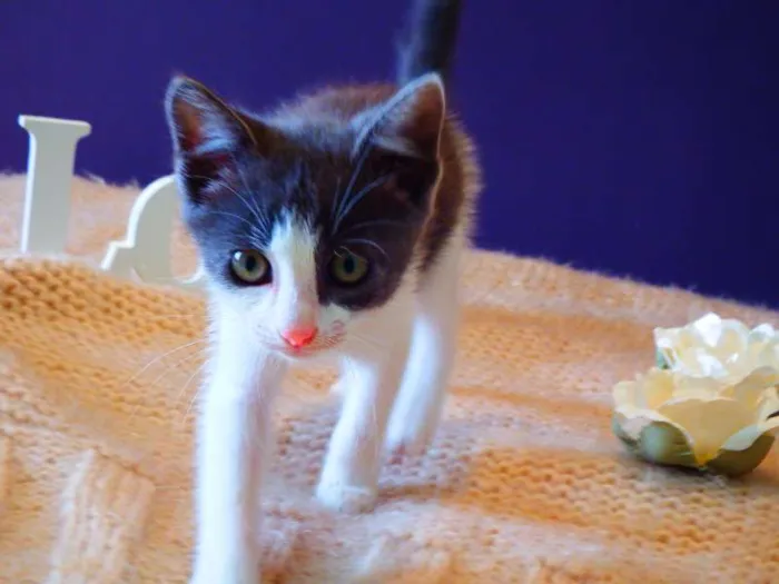 Gato ra a felina idade Abaixo de 2 meses nome Amora