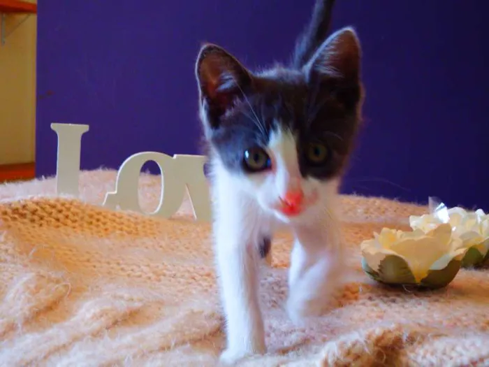 Gato ra a felina idade Abaixo de 2 meses nome Amora
