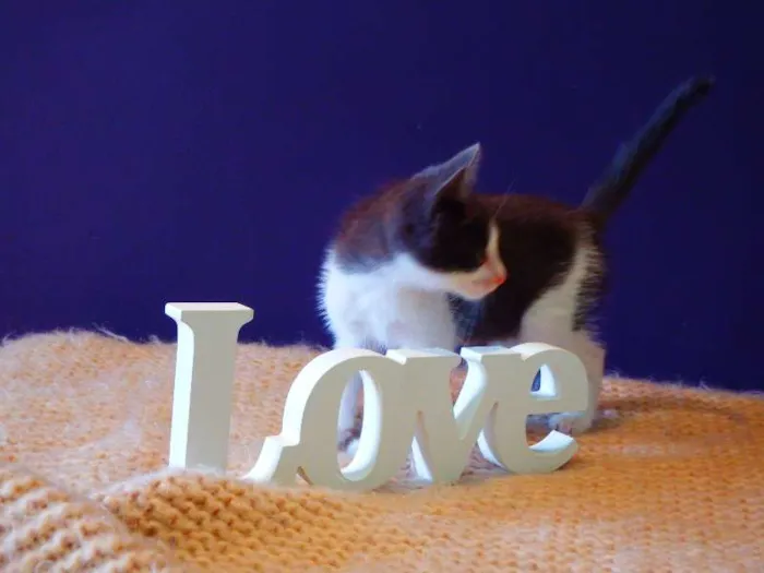 Gato ra a felina idade Abaixo de 2 meses nome Amora