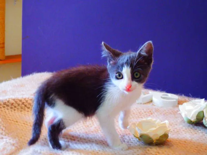 Gato ra a felina idade Abaixo de 2 meses nome Amora
