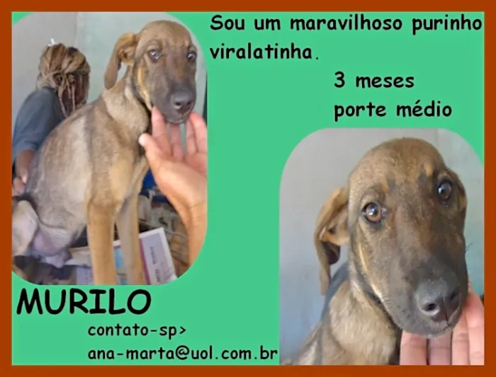 Cachorro ra a  idade 2 a 6 meses nome MURILO FILHOTE