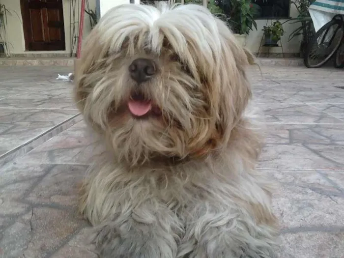 Cachorro ra a Lhasa Apso idade 6 ou mais anos nome BOB