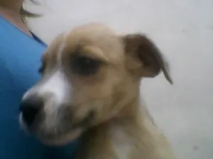 Cachorro raça srd idade 2 a 6 meses nome sem nome