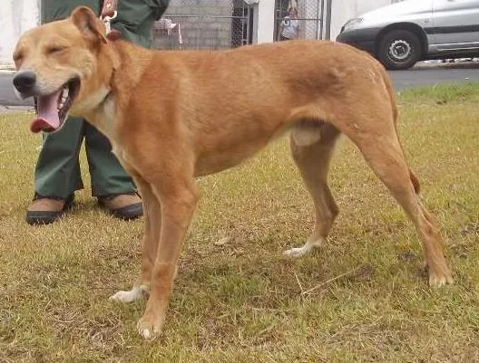Cachorro ra a SRD idade 2 anos nome Murano