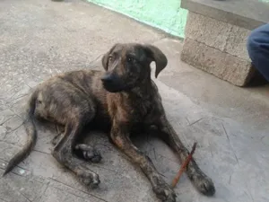 Cachorro raça Mix de fila idade 7 a 11 meses nome Tigrinho