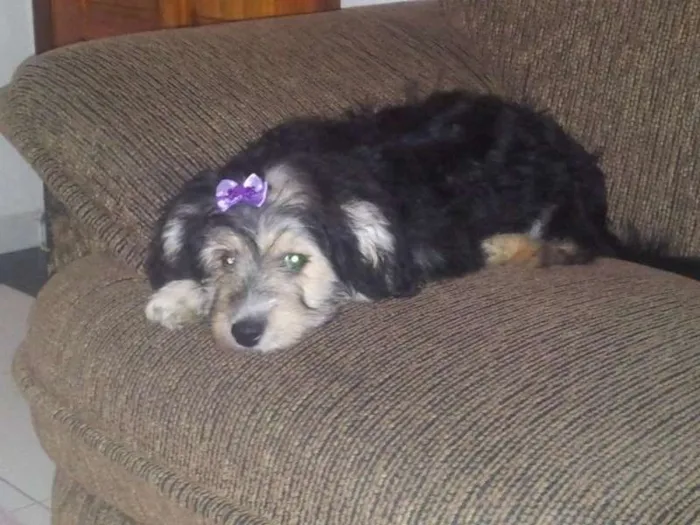Cachorro ra a SDR idade 2 a 6 meses nome Mille