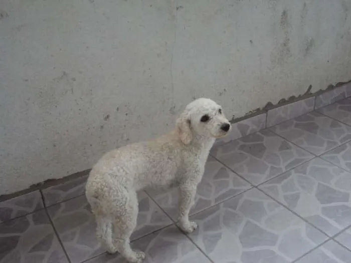 Cachorro ra a Poodle idade 6 ou mais anos nome Mel GRATIFICA