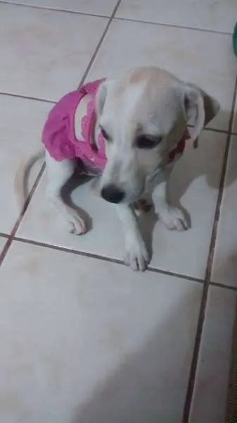 Cachorro ra a SRD idade 2 a 6 meses nome Filhote