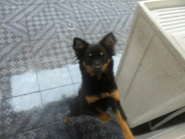 Cachorro ra a srd idade 1 ano nome Malú
