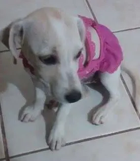 Cachorro ra a SRD idade 2 a 6 meses nome Filhote
