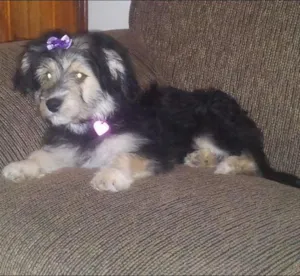 Cachorro raça SDR idade 2 a 6 meses nome Mille