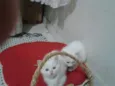 Gatinhas