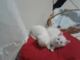 Gatinhas