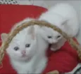 Gatinhas