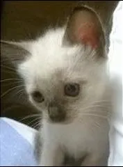 Gato raça siamês idade Abaixo de 2 meses nome Nina