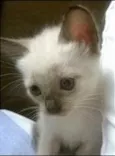 Nina