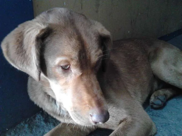 Cachorro ra a SRD idade 2 a 6 meses nome D'Artagnan