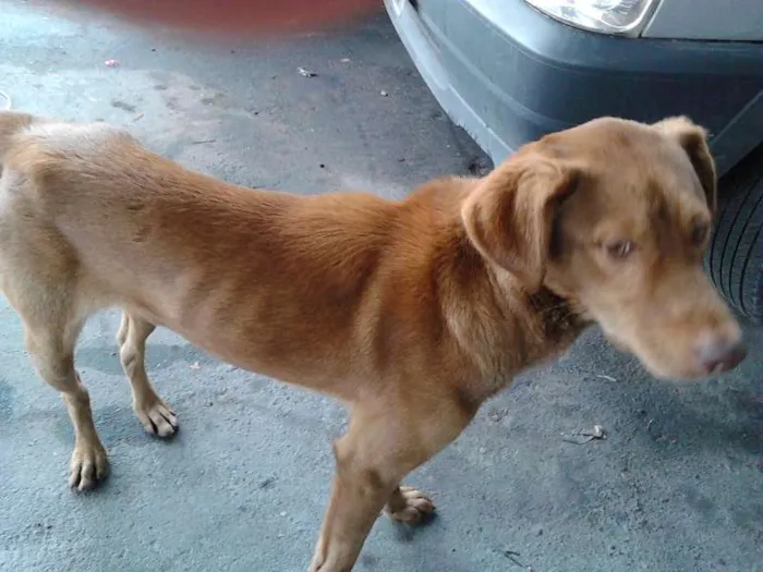 Cachorro ra a SRD idade 2 a 6 meses nome D'Artagnan