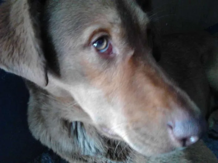 Cachorro ra a SRD idade 2 a 6 meses nome D'Artagnan
