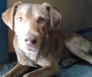 Cachorro raça SRD idade 2 a 6 meses nome D'Artagnan