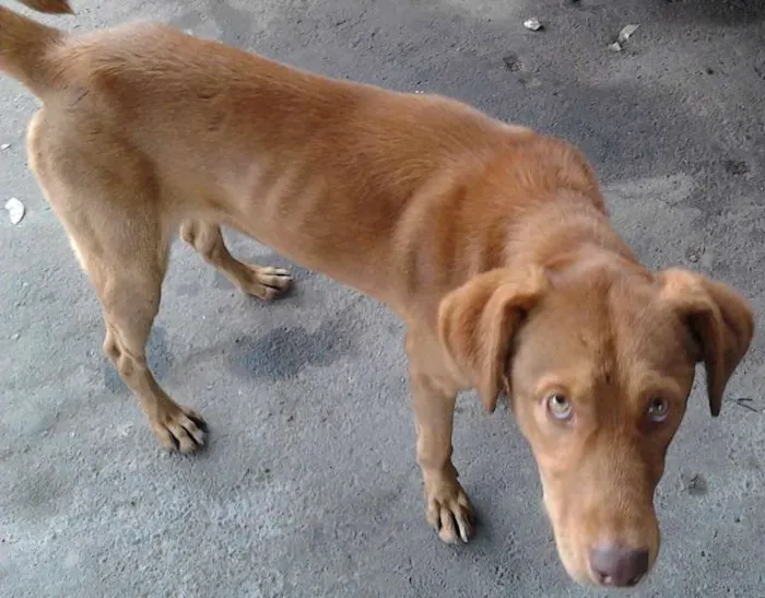 Cachorro ra a SRD idade 2 a 6 meses nome D'Artagnan