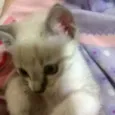 Gatinho