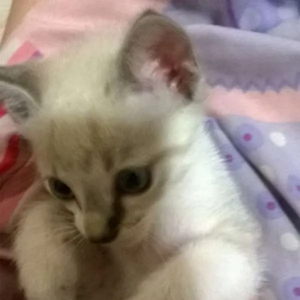 Gato ra a Siamês idade Abaixo de 2 meses nome Gatinho