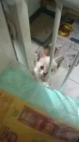 Gatinho