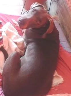 Cachorro ra a wemaraner idade 6 ou mais anos nome princesa