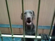 Cachorro ra a Labrador idade 7 a 11 meses nome DUK