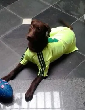 Cachorro raça Labrador idade 7 a 11 meses nome DUK