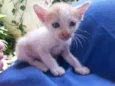 gatinhos