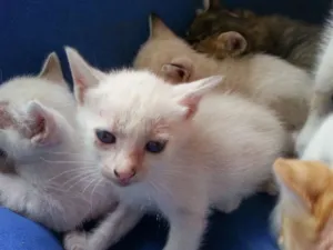 Gato raça  idade Abaixo de 2 meses nome gatinhos