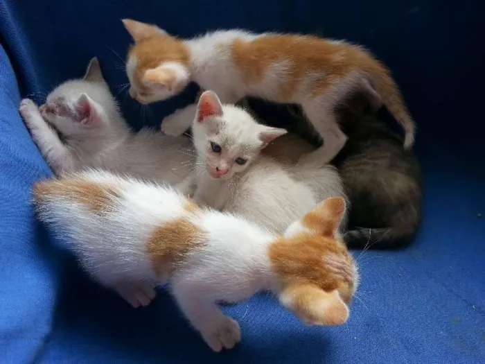 Gato ra a  idade Abaixo de 2 meses nome gatinhos