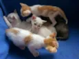 gatinhos